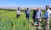بازدید کلزاکار نمونه کشور از بخش تحقیقات دانه‌های روغنی