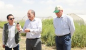 توسعه ارقام جدید کلزا و گلرنگ برای کاهش وابستگی روغن؛ معرفی لاینهای زودرس، پرروغن و کمآببر