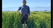 گام مؤثر در اصلاح تاریخ و تراکم کاشت گندم با تولید و بررسی لاینهای دابل هاپلوئید