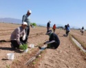 افزایش پایداری نشاء گوجهفرنگی در مزرعه با استفاده از باکتریهای مفید