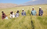 حذف خوشههای ناخالص و علفهای هرز در راستای تولید بذور خالص و استاندارد جو