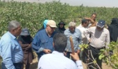 در راستای ارتقای دانش فنی بهرهبرداران و آشنایی با روشهای نوین باغداری رویداد «روز مزرعه» برگزار شد.