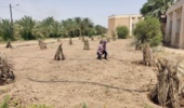 راه اندازی سیستم آبیاری تحت فشار در قطعه جدید الاحداث کنار در ستاد پژوهشکده خرما و میوههای گرمسیری