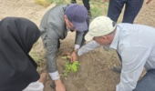 کشت 50 اصله کنار پیوندی در ستاد پژوهشکده خرما و میوههای گرمسیری با مشارکت مدیریت باغبانی سازمان جهادکشاورزی
