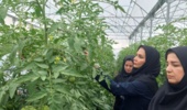 بازدید محقق بخش تحقیقات گیاهپزشکی از گلخانههای شهرستان سلماس