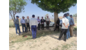 برگزاری روز مزرعه کشت مخلوط علوفه قصیل در منطقه بسطام شاهرود