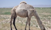 شتر ذبه (دشتی) ذخیره ژنتیکی ارزشمند و راهکار مقابله با بحران خشکسالی در جنوب کشور