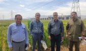 ارزیابی پروژههای تحقیقاتی و مزارع تولید هسته های اولیه بذری غلات آبی مرکز تحقیقات استان مرکزی