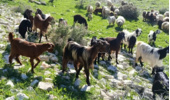 مراتع مسیر بوشهر به گناوه و دیلم سپر حفاظتی راه‌ها و منابع طبیعی