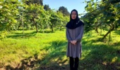 عضو هیات علمی پژوهشکده مرکبات و میوه‌های نیمه‌گرمسیری تشریح کرد: بهبود کیفیت و ماندگاری میوه کیوی با مدیریت مصرف کلسیم