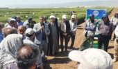 برگزاری روز مزرعه در ایستگاه تحقیقات کشاورزی ماهیدشت