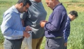 کارگاه آموزشی مدیریت کرم خوشه خوار گندم برای بهرهبرداران شهرستان میامی برگزار شد