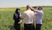 دستاوردهای جدید بهنژادی باقلا؛ از رقم بدون تانن تا ارقام مناسب صنایع تبدیلی