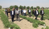 بازدید معاونان وزیر جهاد کشاورزی از مزارع تولید بذر مرکز آموزش عالی امام خمینی(ره)