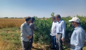 بازدید رئیس مرکز تحقیقات و آموزش کشاورزی استان سمنان (شاهرود) از ایستگاه تحقیقات پسته دامغان