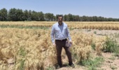 بازدید میدانی از مزارع بذور پرورشی و هزارخوشه ایستگاه تحقیقات شهید زندهروح