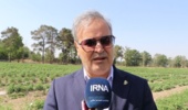 ۱۰ هزار هکتار اراضی کشاورزی کشور زیر پوشش آبیاری هوشمند قرار گرفت