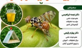 ترویج راهکارهای کنترل مگس میوه