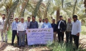 برگزاری دوره مهارت‌افزایی اصول هدایت خوشه نخل خرما در پژوهشکده خرما و میوه‌های گرمسیری