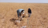 برداشت محصول کاملینا از پایلوت آزمایش کشت مستقیم کاملینا در روستای تاج آباد شهرستان آشتیان