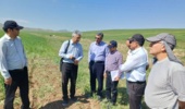 بررسی کیفیت رقم «هشترود» در ایستگاه تحقیقاتی تیکمه‌داش