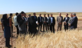 میانگین استفاده از بذرهای رسمی غلات در خراسان شمالی بالاتر از میانگین کشور است