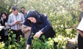 برگزاری کارگاه عملی دوره هرس، پیوند و سرشاخهکاری در روستای مرزیجران اراک