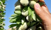 طلوع بادامهای مقاوم در چهارمحال و بختیاری؛ نویدبخشِ تحولی بزرگ در اقتصاد باغداری استان