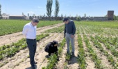 در راستای اجرای برنامههای پایش آفات زراعی و مدیریت سلامت گیاهان در محصولات روغنی بازدید از مزارع کلزا در ایستگاه تحقیقات کشاورزی خوی انجام شد