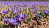 آموزش غیرحضوری جامع کشت و پرورش زعفران