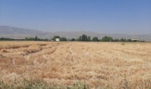 آغاز برداشت گندم از مزارع ایستگاه تحقیقات چندمنظوره سراب چنگایی خرم‌آباد