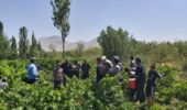 برگزاری روز انتقال یافتههای مبارزه با آفات و تغذیه باغات انگور در بخش زالیان شازند