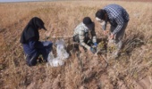 عملیات پایش و ارزیابی جمعیت بیماریها و علفهای هرز مزرعه گندم دیم در روستای نجفآباد آشتیان