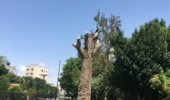 شناسایی «گنجینه‌های زنده» باغ گلستان؛ گامی نوین در توسعه فضای سبز سازگار با اقلیم تبریز