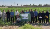 برگزاری روز مزرعه سورگوم در باوی با تأکید بر آموزش عملی و ارتقای کیفیت علوفه