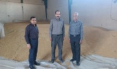 تأمین بذر غلات،امنیت غذایی، پشتوانه کشت سال زراعی آینده استان ایلام