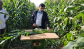 گزارش نهایی طرح پژوهشی کاهش مصرف آب در کشت تأخیری ذرت علوفه‌ای منتشر شد