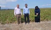 پایش بیماری‌های پس از برداشت چغندرقند توسط محققان مرکز تحقیقات و آموزش کشاورزی گلستان