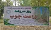 برگزاری رویدارد روز مزرعه با محوریت زراعت چوب در مرکز تحقیقات و آموزش کشاورزی گلستان