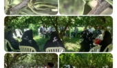 برگزاری «روز انتقال یافتهها» برای کنترل کنه گالی آلو در میاندوآب