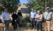 ارقام امیدبخش سیب برای باغبانی کشور معرفی می‌شوند