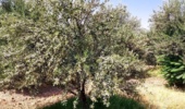 باغ زیتون سراب چنگایی در مسیر بهبود؛ از ترمیم شبکه آبیاری تا کنترل آفات و افزایش بهره‌وری
