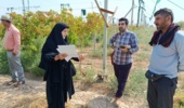 کشت زیر سایبان انگور در منطقه میاندوآب شهرستان شوشتر