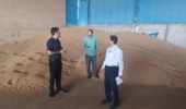 پایش میدانی شرکت‌های تولید و فرآوری بذر گندم دهلران برای تأمین بذر استاندارد سال زراعی آینده