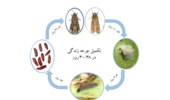 زیستشناسی کرم برگخوار پاییزه