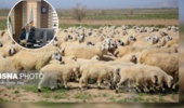 دامهای بومی کشور شناسنامهدار میشوند