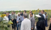 برگزاری کارگاه آموزشی تخصصی زراعت آفتابگردان در ایستگاه تحقیقاتی عراقی‌محله