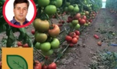 بذر هیبرید داخلی در گوجه‌فرنگی و فلفل به سطح رقابت با نمونه‌های خارجی رسیده است