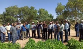 برگزاری روز انتقال یافتههای تحقیقاتی لوبیا در پردیس تحقیقات و آموزش لوبیای خمین