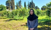 بهبود تحمل تنشهای محیطی و ارتقا عمر انبارمانی میوه کیوی با محلولپاشی سیلیکات پتاسیم